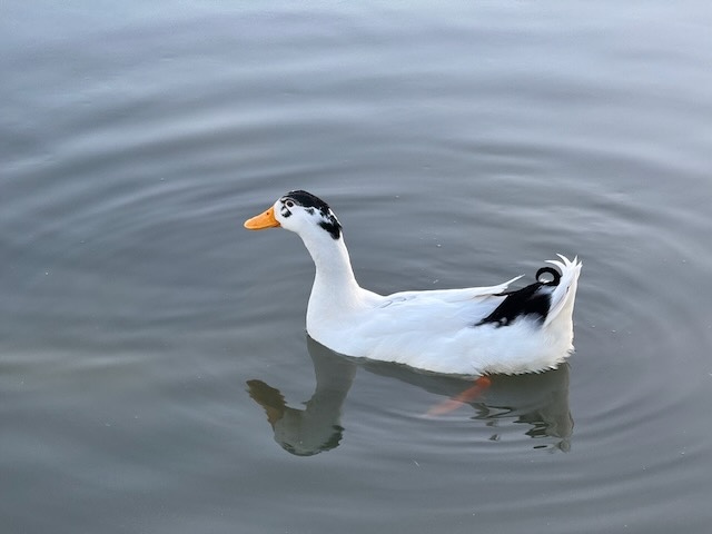 Duck